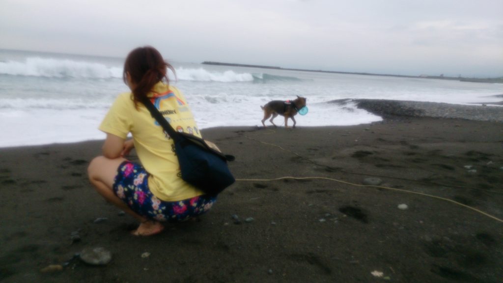 犬の海遊び