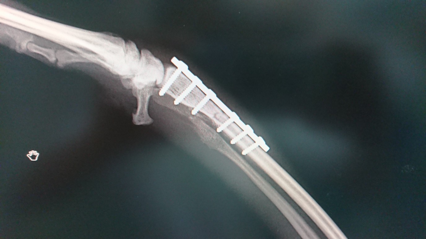前肢の橈骨尺骨の骨折